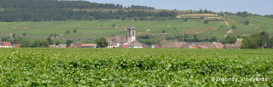 Burgundy-vineyards.jpg