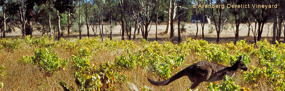 Darenberg-Kangaroo-in-the-Derelict-Vineyard.jpg
