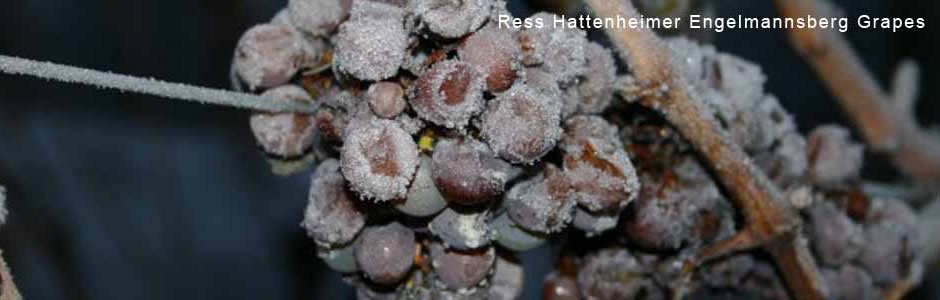 Ress-Hattenheimer-Engelmannsberg-Grapes.jpg